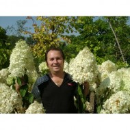 Гортензия метельчатая Hydrangea paniculata Phantom